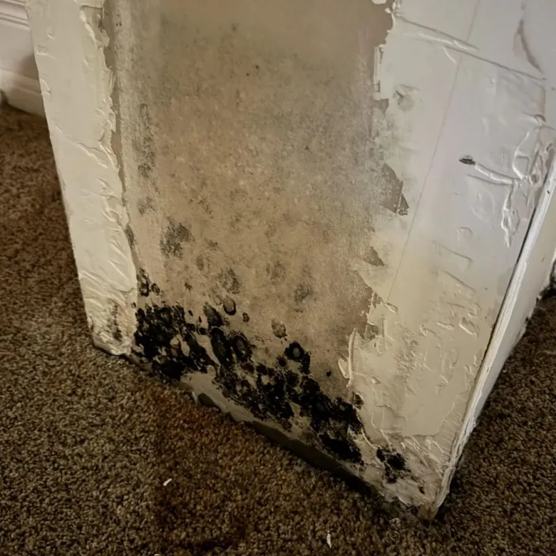 Professional Mold Removal in Flanagan, IL